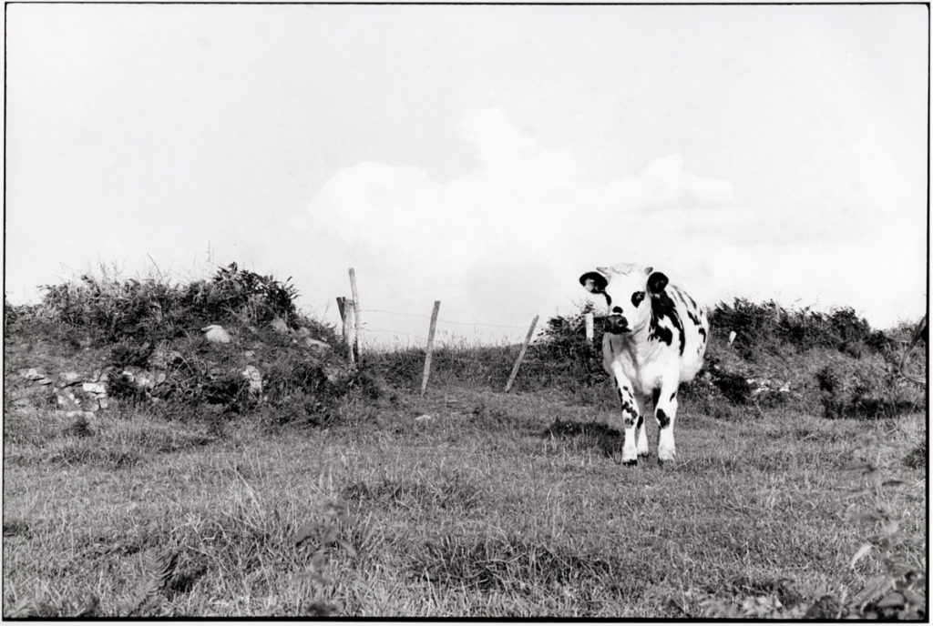 Tierzuch in der Normandie | © Hildegard Ochse, 1991
