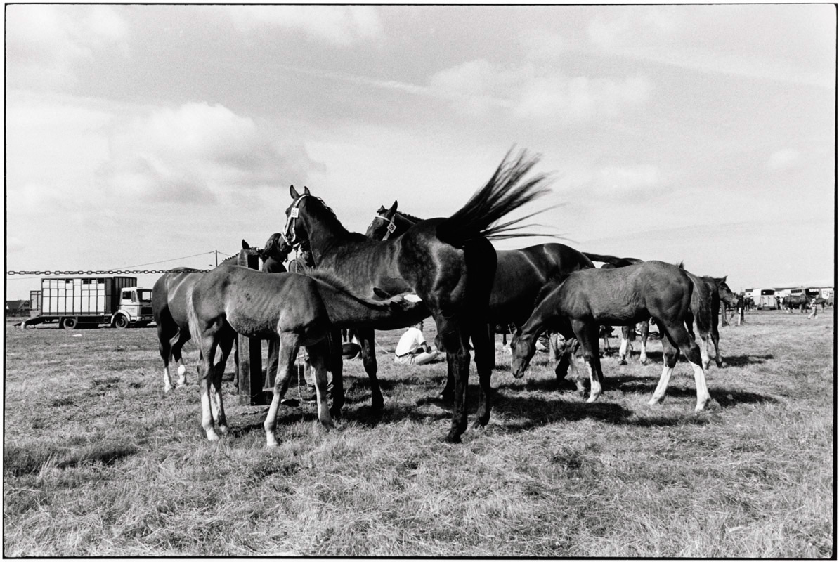 Pferde in Lessay in der Region Normandie | © Hildegard Ochse, 1991