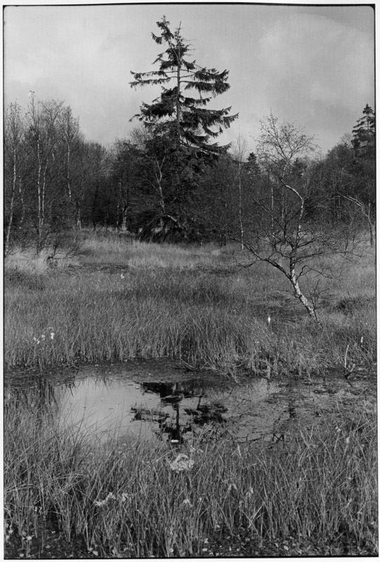 Landschaft im Solling, 1979 | © Hildegard Ochse